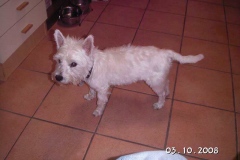 bommel1