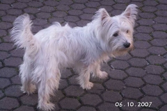 bommel3