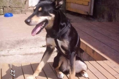 bosco2