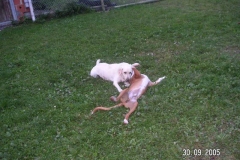chillianton2
