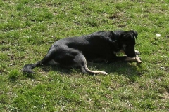 daisy2