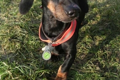 dargo2