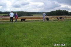 gassigehen2