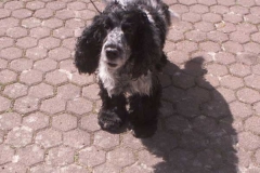 giorgio