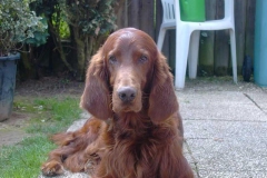 gordon2