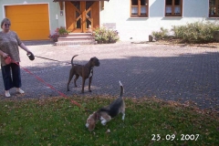 juledoggi1
