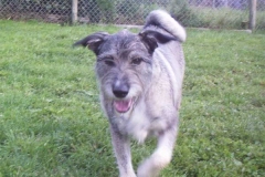lucky_schnauzer1