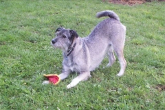 lucky_schnauzer2