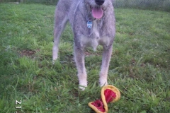 lucky_schnauzer3