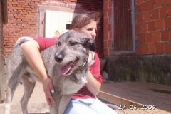 lucky_schnauzer4