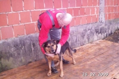 luna_rottweiler1