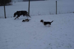 pue_antsunny_beagle1