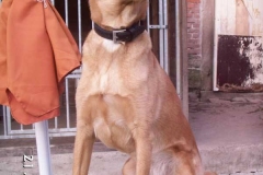 pueppi1
