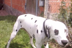 rollo1