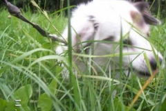 snoopy4