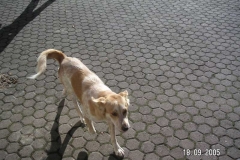 tilly3