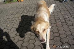 tilly4