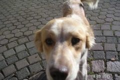 tilly5