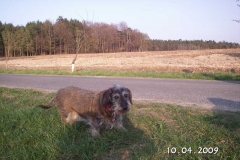 wichtel3