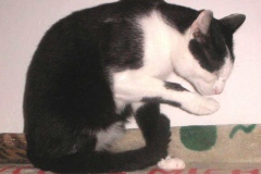 charly3