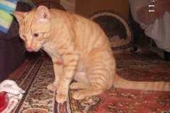 fred