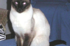 merlin2
