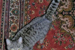 minou2