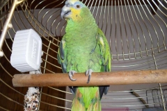 bobbo1