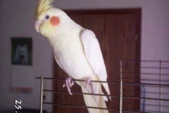 jacko3