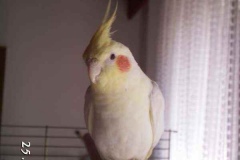 jacko4