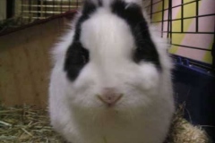 kaninchen