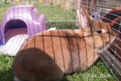 tiggi2
